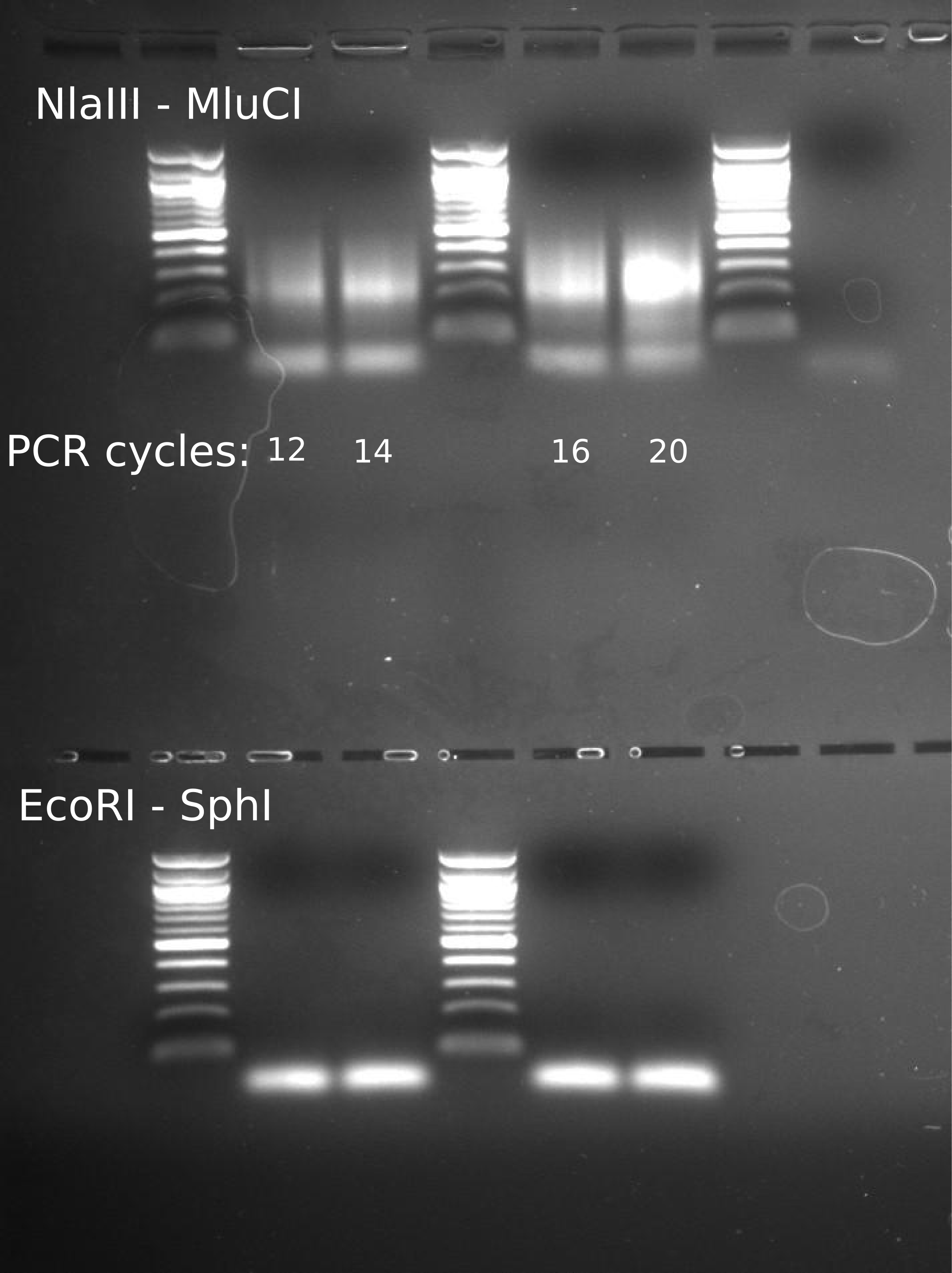 Gel image of PCR titration of pooled DNA fragments for ddRADseq. Top row contains samples from NlaIII - MluCI double digestion. Bottom row contains samples from EcoRI - SPhI double digestion. Wells are (1) 100 bp ladder (2) 12 cycles (3) 14 cycles (4) 100 bp ladder (5) 16 cycles (6) 20 cycles (7) 100 bp ladder.